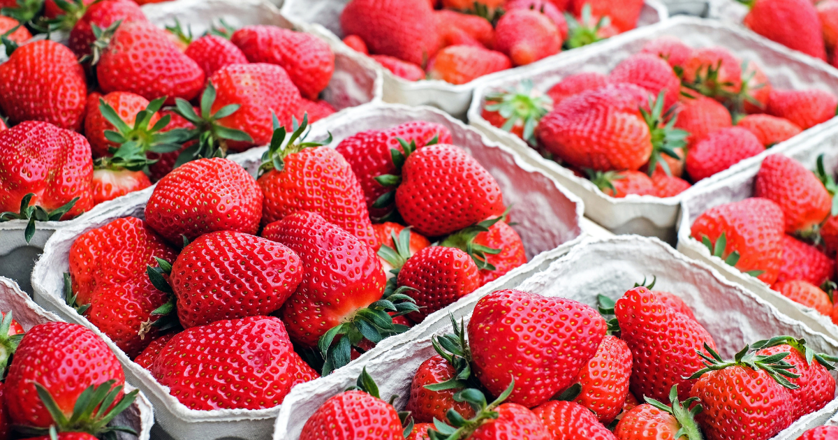 La cosecha de fresas se ha duplicado en los últimos 15 años y en menos superficie
